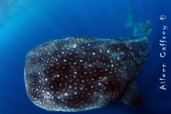 Domino... Whale Shark, king of the Fishies North of Isla ... by Aileen Caffrey 